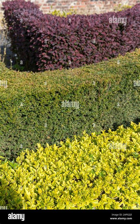 Triple Hedge Composed Of Barberry Berberis Sp Gold Leaf Privet