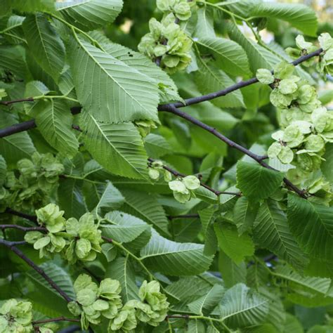 Plantas De Olmo De Siberia Ulmus Pumila The Original Garden