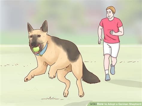How To Adopt A German Shepherd 11 Steps With Pictures Wikihow Pet