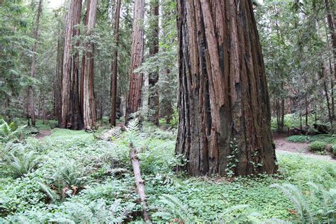 Old Growth Redwood Grove In Mendocino County Northern California