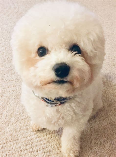 Dog Haircuts Bichons Bichon Frise Dogs And Puppies Teddy Bear