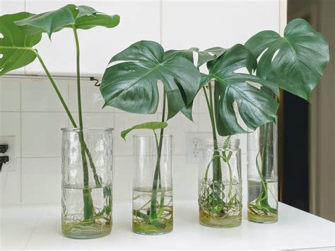 How To Propagate A Monstera In Water In 5 Easy Steps Tips For Success