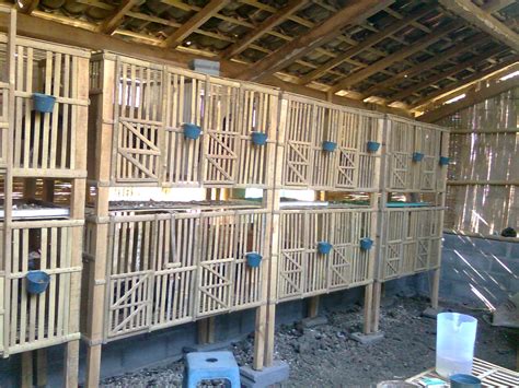 Proses membuat rangka kandang ayam bangkok 5 kotak atau 5 pintu full bambu ukuran kandang ayam bangkok tinggi. Ayam Bangkok: KANDANG AYAM