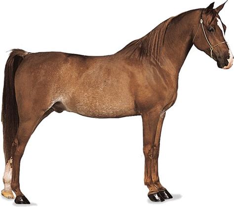 Horse Anatomical Adaptations Britannica