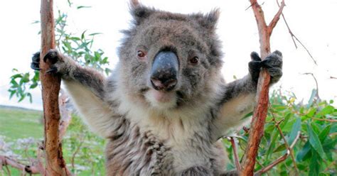 Koala Poop Japanese Students Believe It Will Give Them Good Luck
