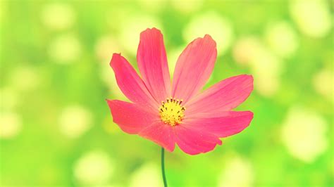 Best health benefits and uses of the lotus flower. flowers, Pink Flowers, Cosmos (flower) Wallpapers HD ...