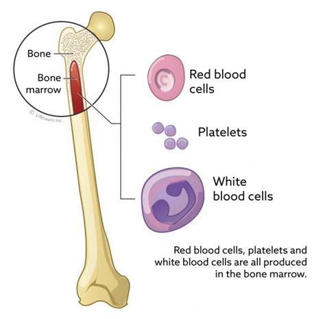 Long Bone Diagram Red Marrow General Features Of A Long Bone
