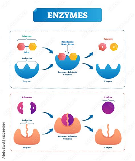 Enzyme Vector Illustration Labeled Cycle And Diagram With Catalysts
