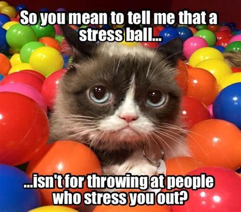 Anger Management With Grumpy Cat In Funny Grumpy Cat Memes Cat Jokes Grumpy Cat Quotes