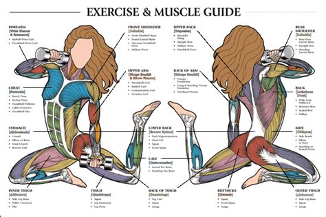 Abdominal Muscle Anatomy Chart