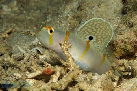 Amblyeleotris Randalli A Goby Which Lives In Symbiosis Wit Flickr