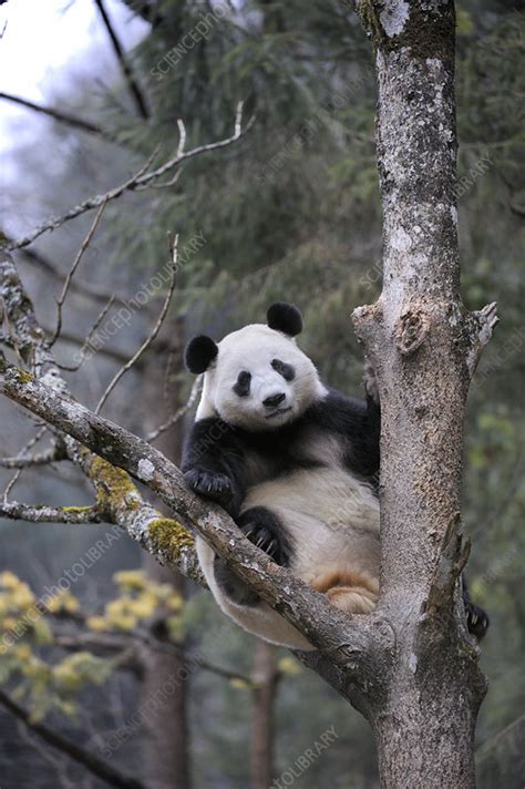 Subadult Giant Panda Climbing Tree Stock Image F0232400 Science
