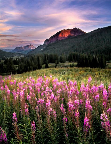 Colorado Crested Butte Wildflower Festival