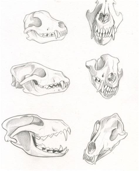 Pin By Bella On Art Skull Sketch Skull Drawing Animal Skull Drawing
