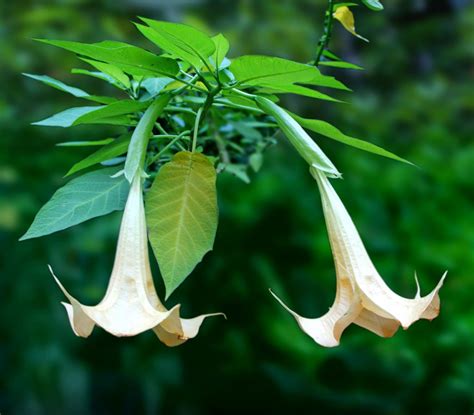 Brugmansia Growing And Advice On Caring For This Trumpet Bearing Flower