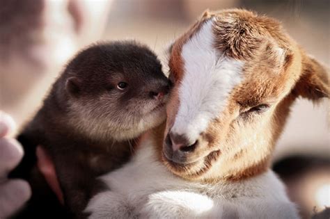 73 Unusual Animal Friendships That Are Absolutely Adorable