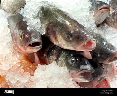 Fresh Sea Bass Fish On Ice Stock Photo Alamy
