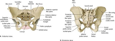 Formed by the left and right hip bones, the pelvic girdle connects the lower limb (leg) bones to the axial skeleton. Bones, Ligaments & Joints - Atlas of Anatomy