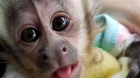 Capuchin Monkey For Sale 6451moonhill Dr Dallas Tx 75241 Usa