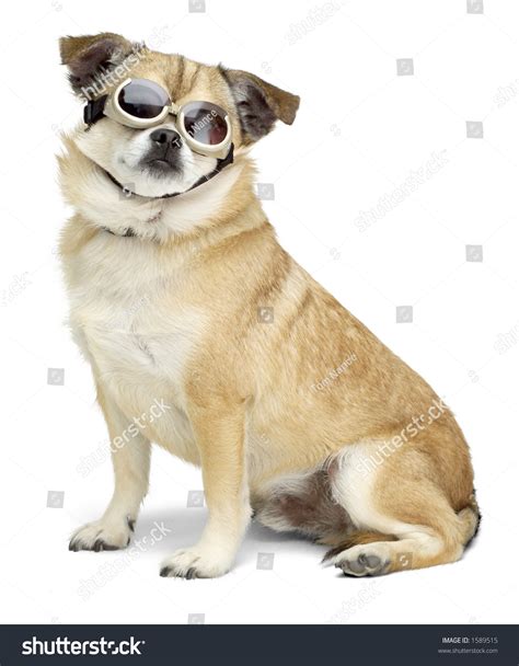 Dog Wearing Goggles Stock Photo 1589515 Shutterstock