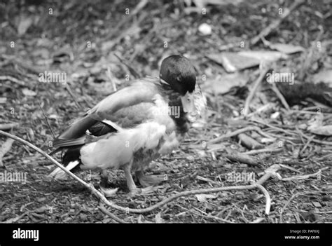 Mallard Duck In Black And White Stock Photo Alamy