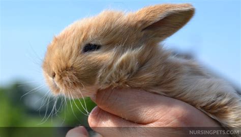 What To Feed Baby Rabbits Without A Mother Nursing Pets