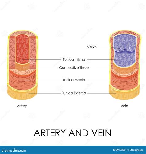Arteries Diagram Cross Section Diagram Of Arteries And Veins Images