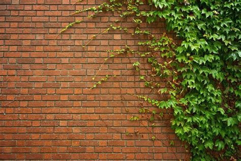 Brick Wall With Ivy Modern Design Plantas Jardin Fondos Para Fotos