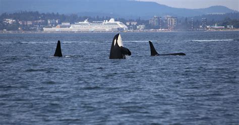 Grupo de orcas avistado em Peniche