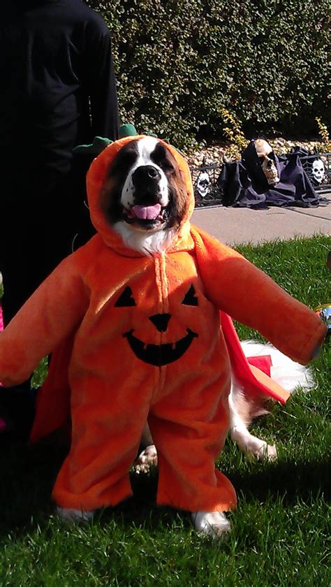 Announcing Our New Pets Category Halloween Pet Costume Contest