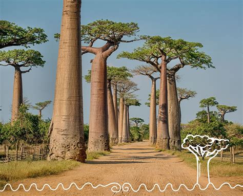 Avenue Of The Baobabs Visiting Madagascars Giant Trees — Skratch