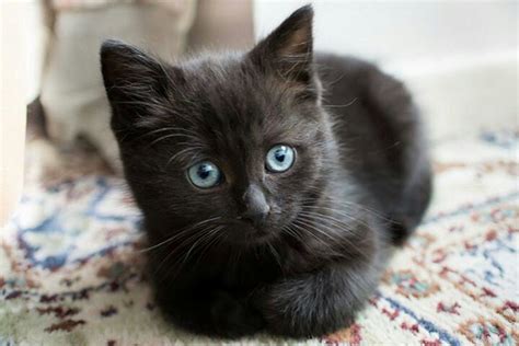 Little Black Kitty With Blue Eyes Kittens Cutest Cats Cute Cats