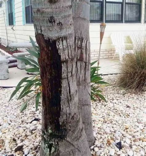 5 Steps To Saving Freeze Damaged Palm Tree