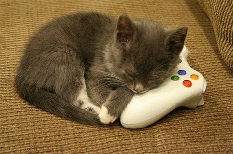 Kitten And Xbox Controller Animals Cute Animals Kittens