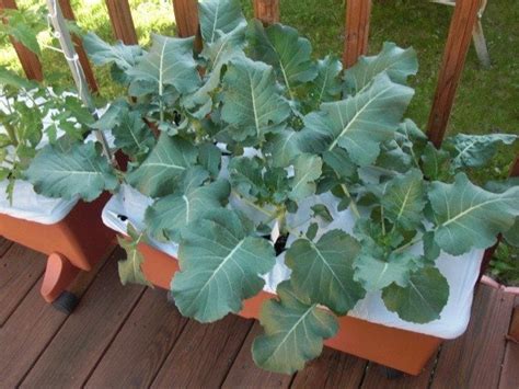 Can I Grow Broccoli In A Pot Broccoli Walls