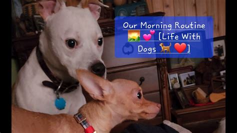 Our Morning Routine 🌄 💕 Life With Dogs 🐕 ️ Youtube