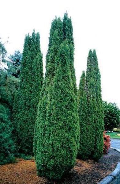 Degroots Spire Arborvitae