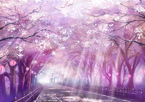 Cherry Blossoms Anime Scenery Wallpapers Top Free Cherry Blossoms Anime