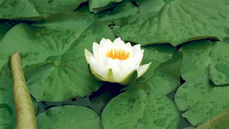 🥇 Flowers Lily Pads Lotus Flower White Wallpaper 54367