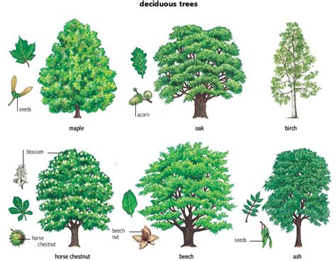 Названия деревьев на английском языке