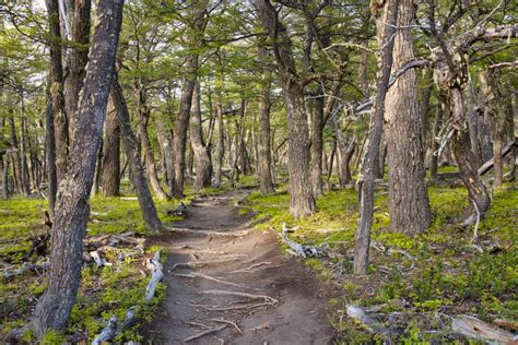 Loma Del Pliegue Tumbado Hike Guide El Chaltens Hidden Gem