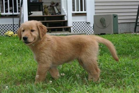 Our passion for our breed and the health of our puppies are second to none. AKC Golden Retriever Puppies for Sale in Danbury ...