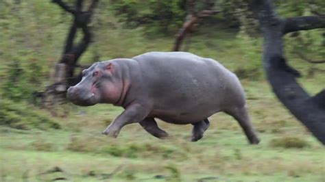 Hippo On The Run Ive Never Seen This Before Youtube