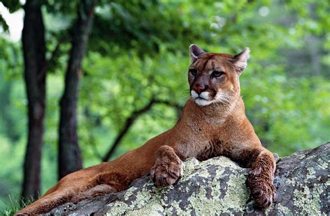 Female Cougar Lying On Rock Minnesota Photograph By Animal Images Pixels