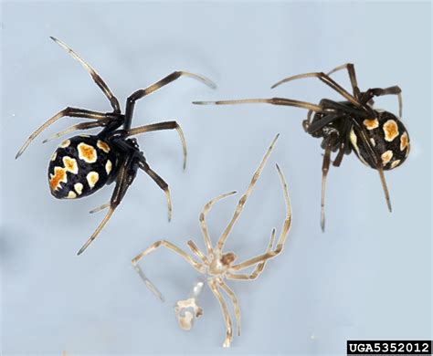 Black Widow Spider Latrodectus Mactans Araneae Theridiidae 5352012