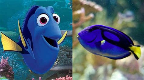 What The Species In Finding Dory Look Like In Real Life