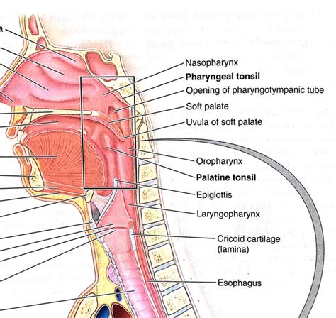 Parts Of The Throat Anatomy