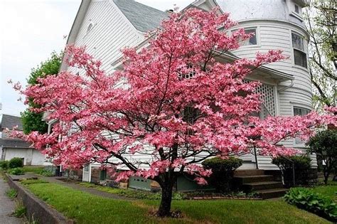 Flowering varieties do best in both full sun and partial shade, making them very useful. Flower Image Gallery: Dwarf Pink Flowering Dogwood Tree