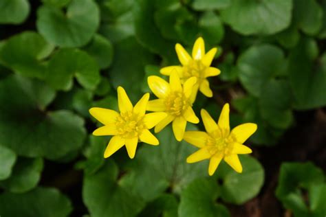 Ranunculus Ficaria Speenkruid Fytocare Beernaert