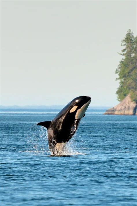 Wild Earth Orca British Columbia By Samoht Ekpil On Fivehundredpx